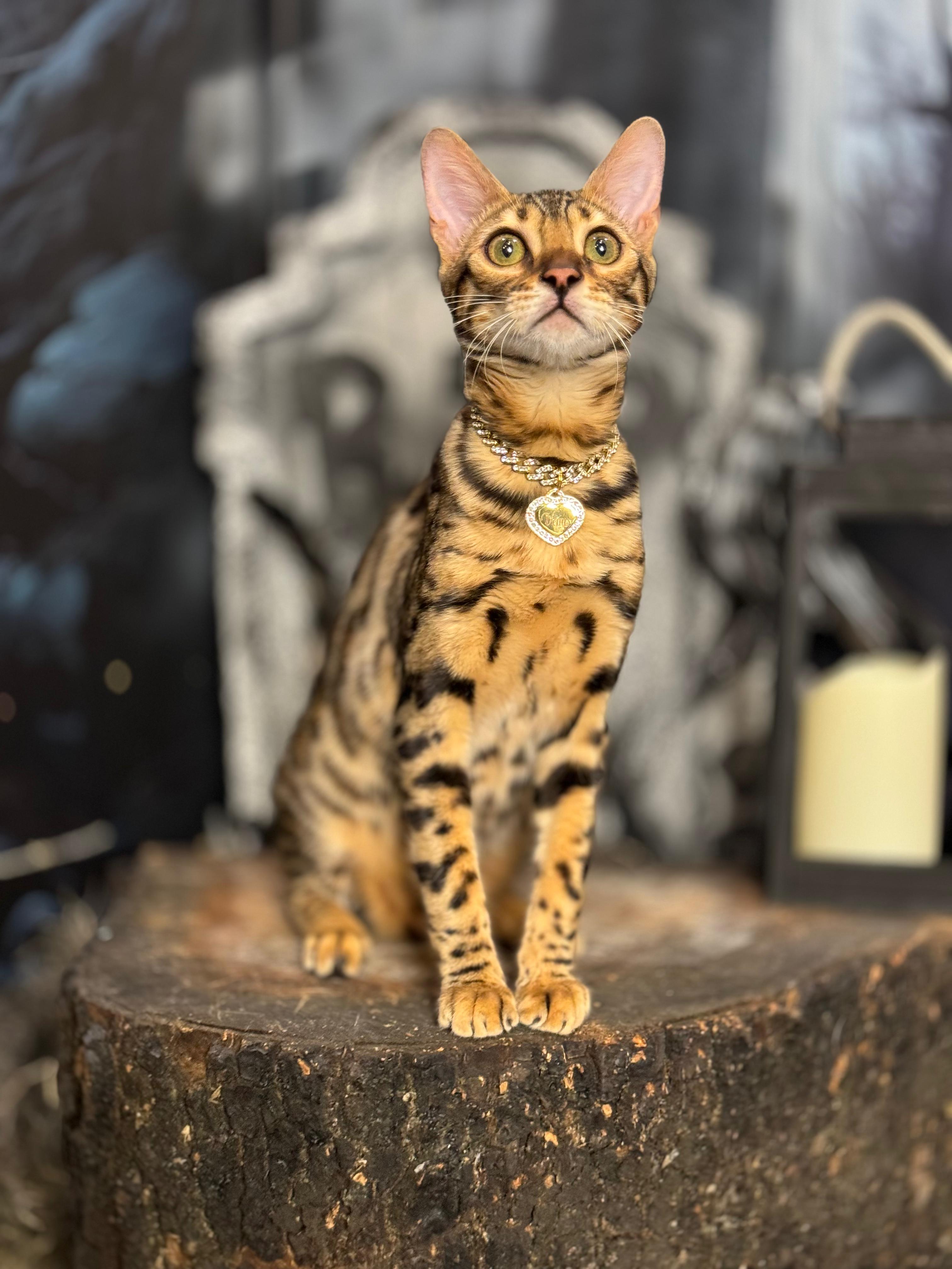 CADENA DE LUJO PARA GATOS