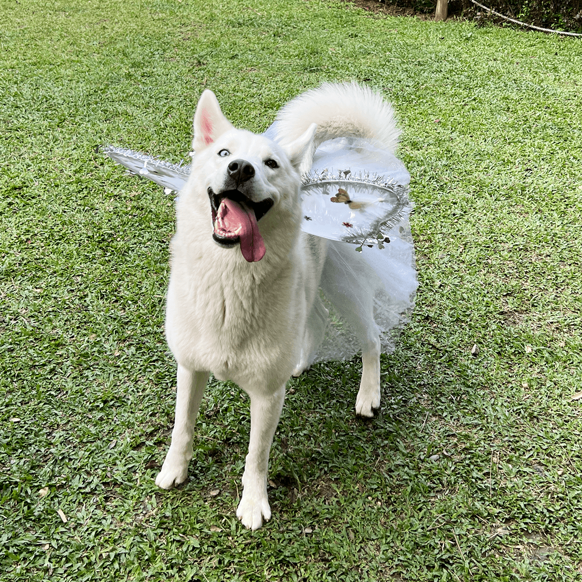 DISFRAZ PARA MASCOTAS ANGEL.