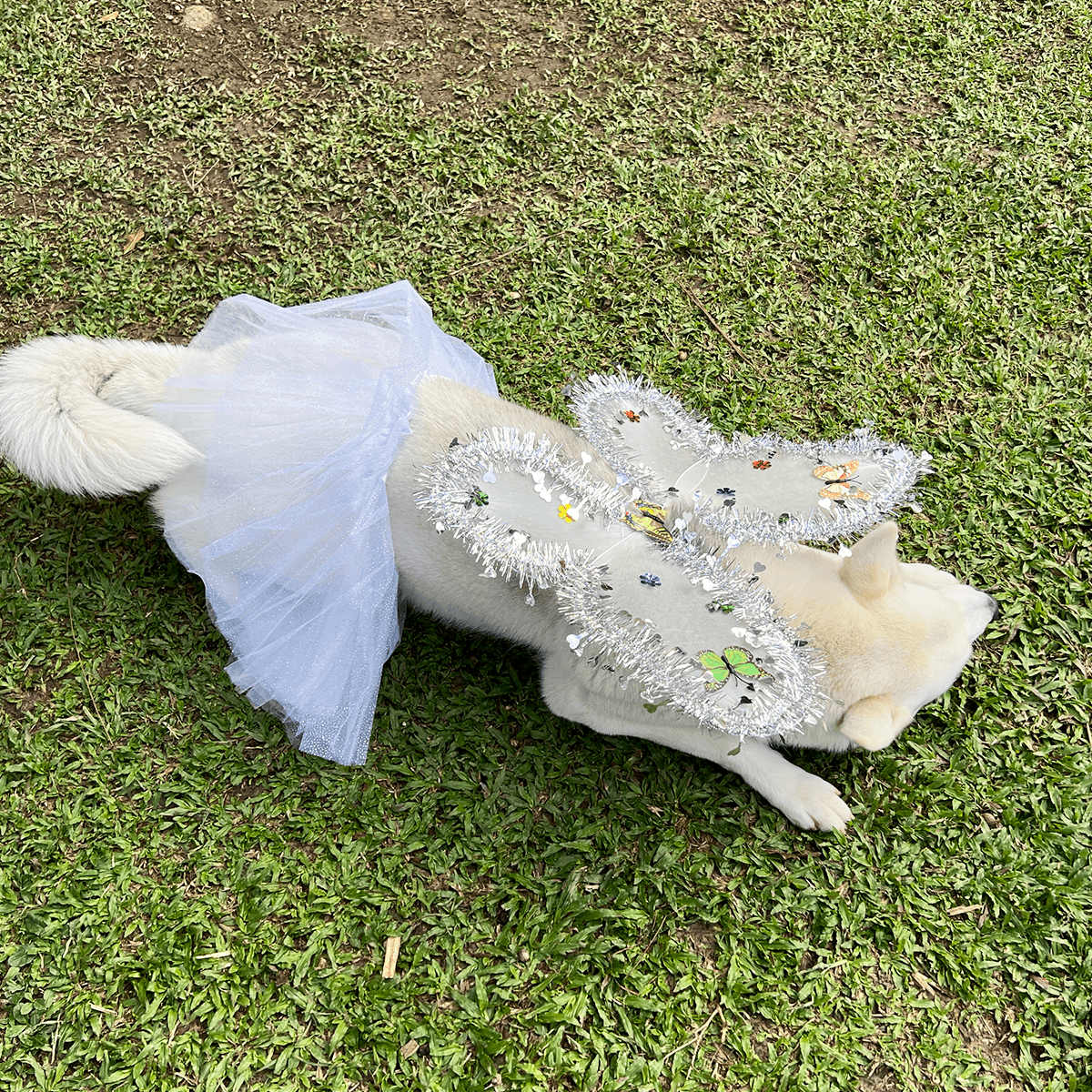 DISFRAZ PARA MASCOTAS ANGEL.